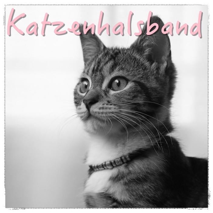 Katzenhalsband